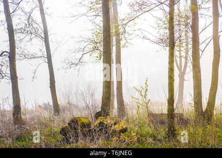 A misty woodland scene by one of the lakes at the Cotswold Water Park. Stock Photo