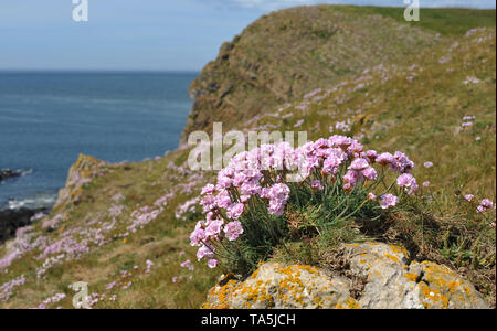 Sea Pink or Thrift growing in cleft in sea cliffs exploits a crevice in the rock on Burry Holmes, Gower, Swansea Stock Photo