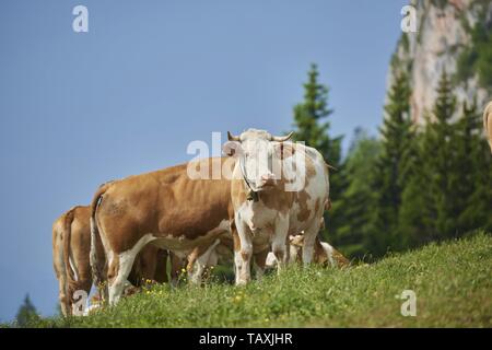 cattle Stock Photo