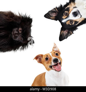 Collage of domestic animals of different breed in circle. Dogs sitting together. Stock Photo