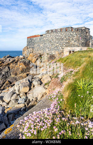 Sea thrift or sea pink on the coast beside Fort Doyle - built early 19th C as protection against a French invasion.,  Fontenelle Bay, Guernsey, UK Stock Photo