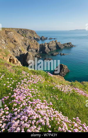 Thrift / Sea pink (Armeria maritima) flowering on cliff top, Pembrokeshire Coast National Park, Wales, UK, May 2012. Stock Photo