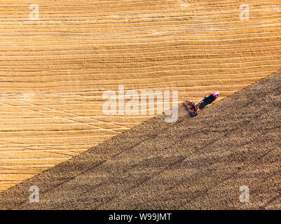 Aerial view drone of harvest field with tractor mows dry grass. Autumn yellow field with a haystack after harvest top view. Harvesting in the fields Stock Photo