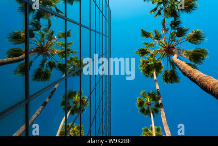 Palm trees and glass building, worm's-eye view, Hollywood, Los Angeles, California, United States of America, North America Stock Photo