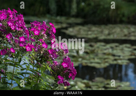 Bright pink garden phlox in front of a green lily pond at Claude Monet's garden in Giverny, France Stock Photo