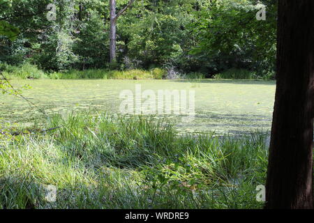 Lincoln Woods State park Stock Photo