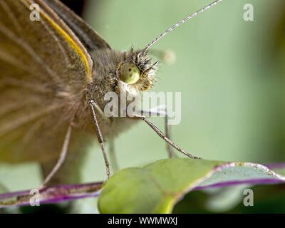 Small White (Pieris rapae) Stock Photo