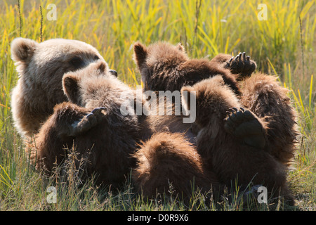 Säen mit Triplet Brown oder Grizzly Bear Frühling Cubs, Lake-Clark-Nationalpark, Alaska. Stockfoto