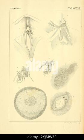 L'illustration présente diverses études anatomiques et biologiques liées aux amphibiens. En haut, il y a des dessins détaillés de la structure anatomique des cordes vocales amphibiens ou larynx, mettant en valeur la conception complexe et la musculature. Ci-dessous, plusieurs sections mettent en évidence différents aspects de l'anatomie des amphibiens, y compris des illustrations du système reproducteur, des stades de développement et des structures cellulaires. Chaque partie est méticuleusement étiquetée, représentant une perspective historique sur la biologie des amphibiens, avec un accent sur leurs caractéristiques anatomiques et leurs cycles de vie Banque D'Images