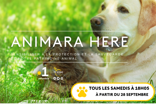 Animara Here, votre nouveau programme dédié à nos amis les animaux.