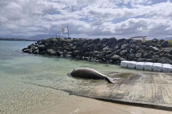 Le dugong retrouvé échoué à la côte blanche, à Nouméa, le 4 octobre dernier.