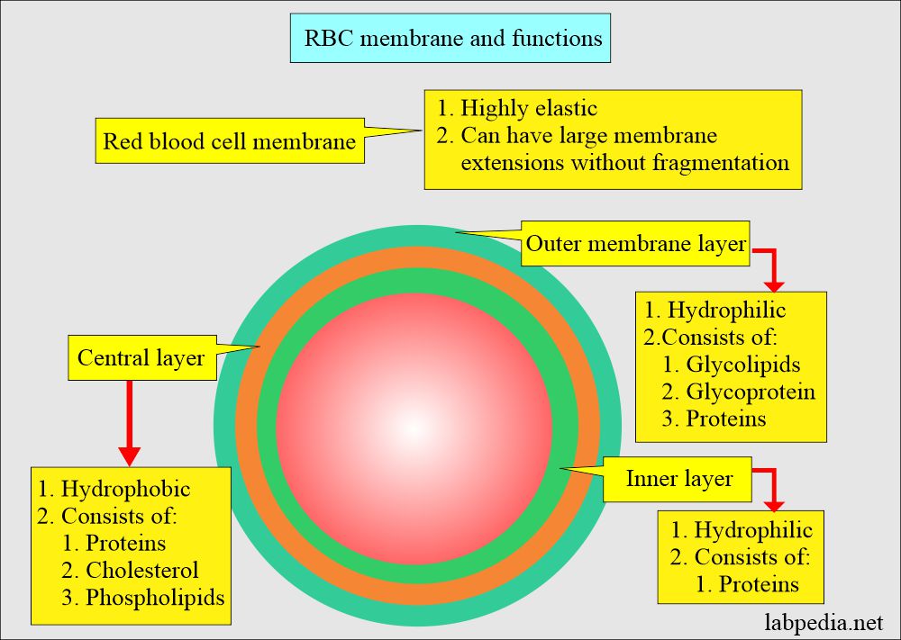 Red Blood Cell Diagram