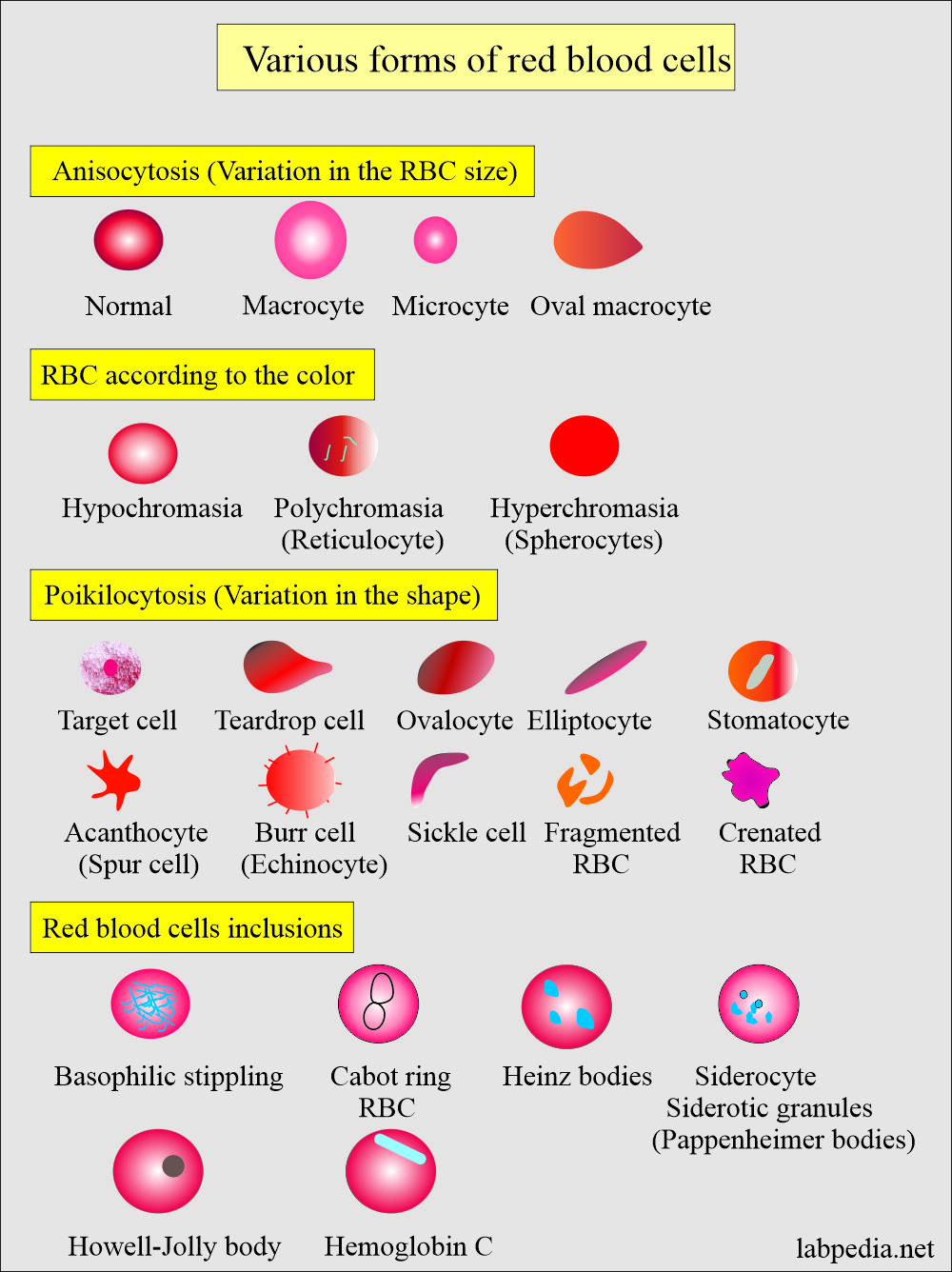 Red blood cell count range - gourmethost