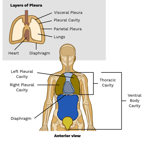 Pleural Cavity - Labster