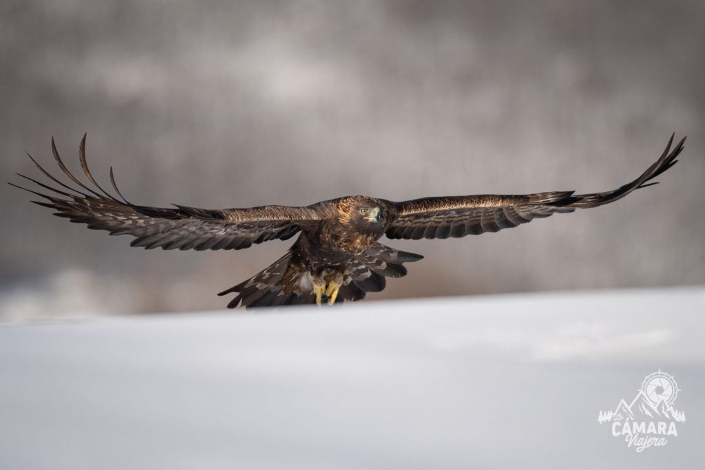 Águila Real » La Camara Viajera