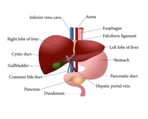 Liver Disease in Dogs - Lake Animal Hospital