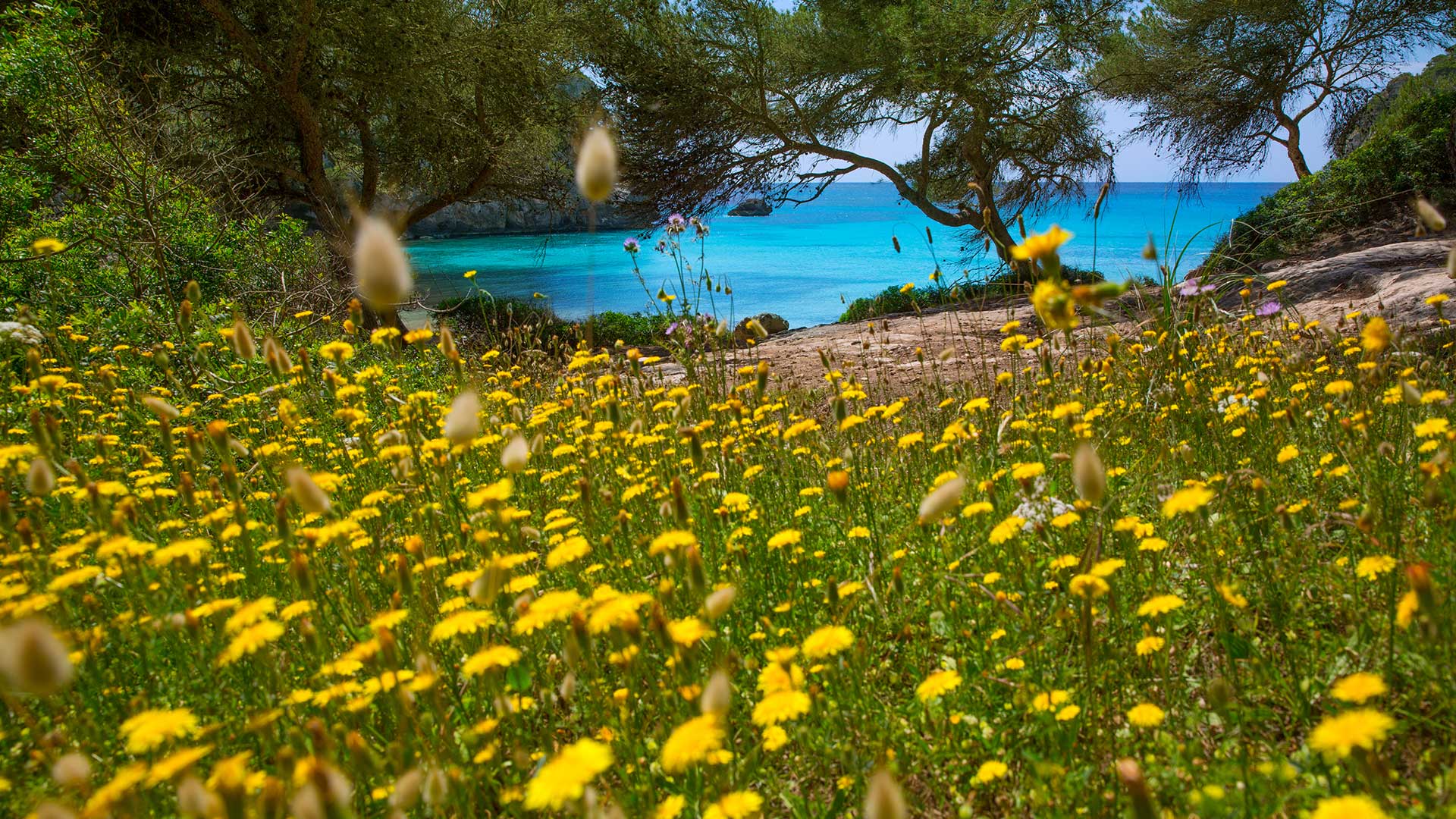 Imagen de  Primavera