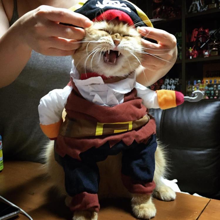 Zeon Pirate