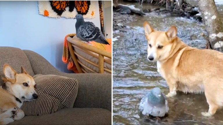 Corgi Pigeon Friendship