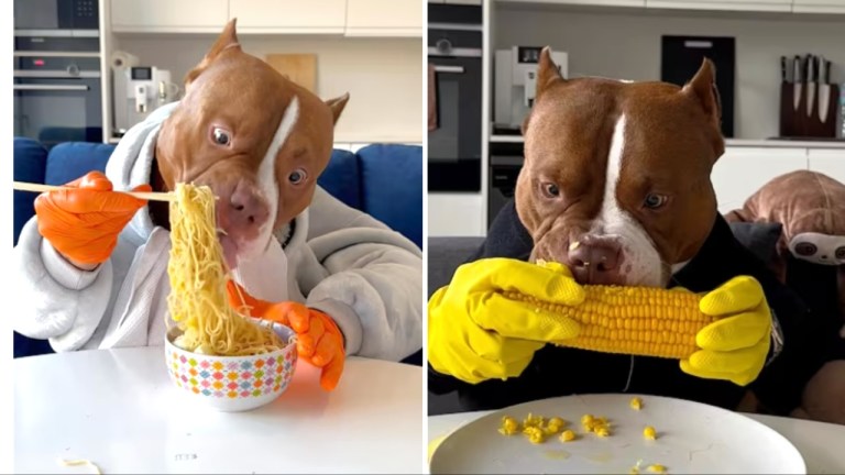 Dog Eats Food With Human Hands