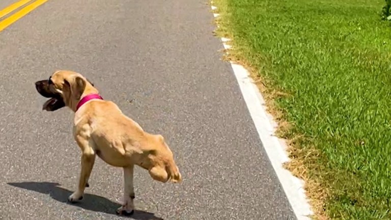 Bipedal Dog Happy to Run