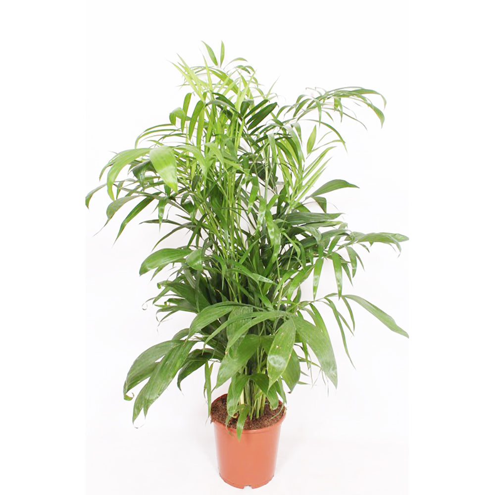 Chamaedorea Elegans House Plant 27cm Pot , 110cm Height – Lazy Flora