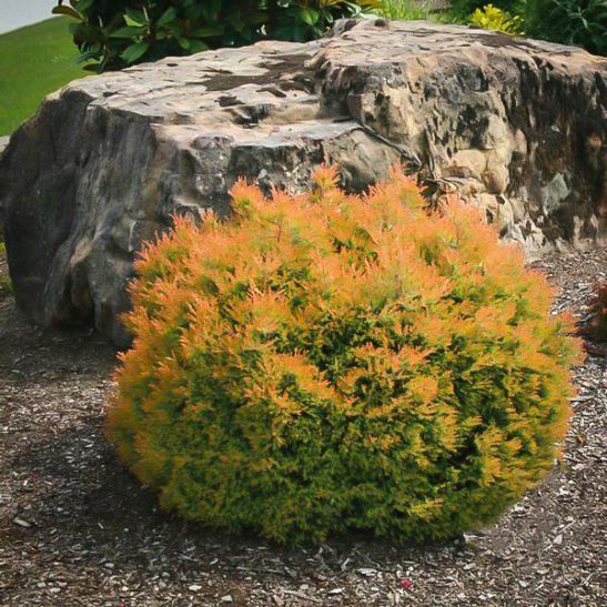 fire chief shrub bush dwarf arborvitae evergreen Thuja occidentalis