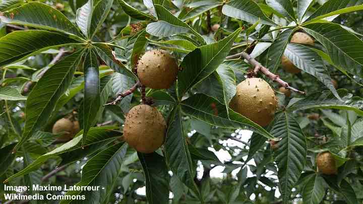 Trees With Spiky Seed Balls (With Pictures) - Identification Guide