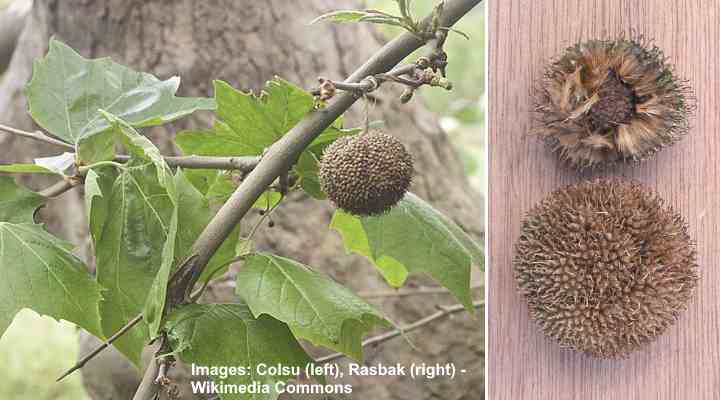 Trees With Spiky Seed Balls (With Pictures) - Identification Guide