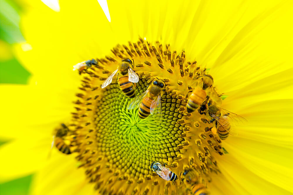 sunflowers for bees