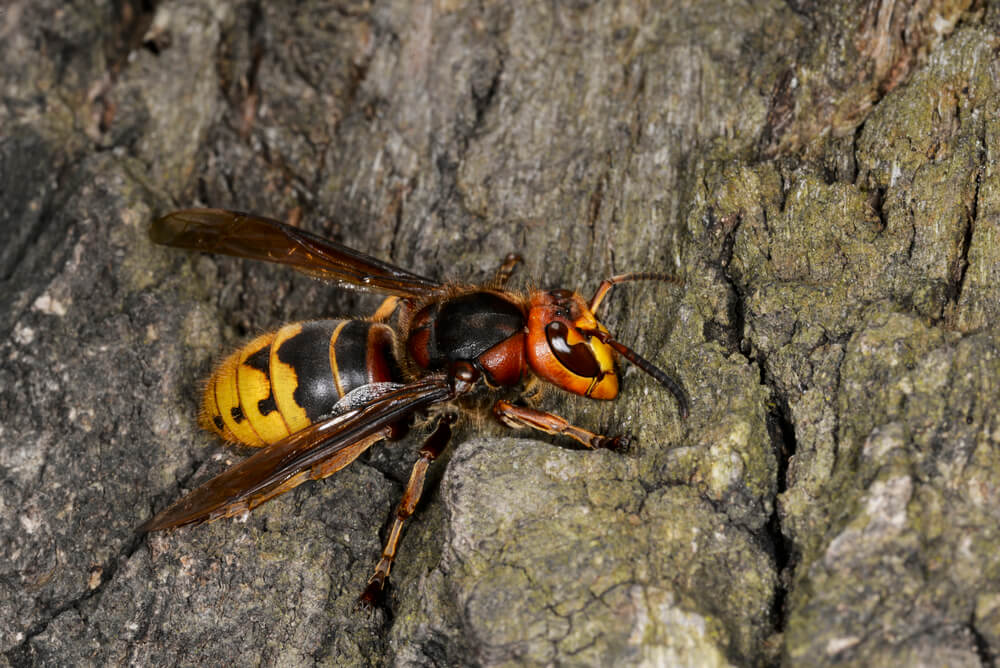 European hornet