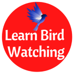 Learn Bird Watching