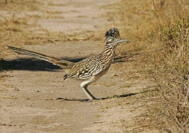 Roadrunners