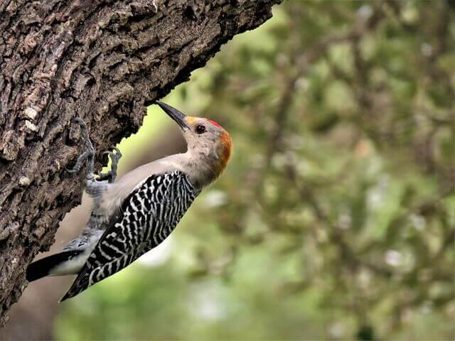 woodpecker