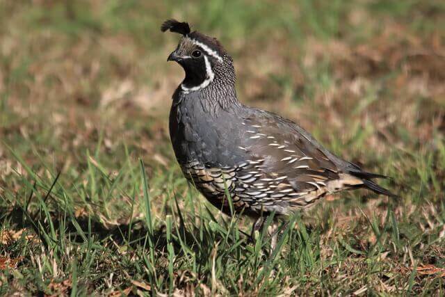 California Quail