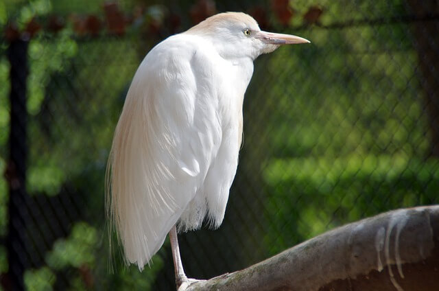 Cattle Egret