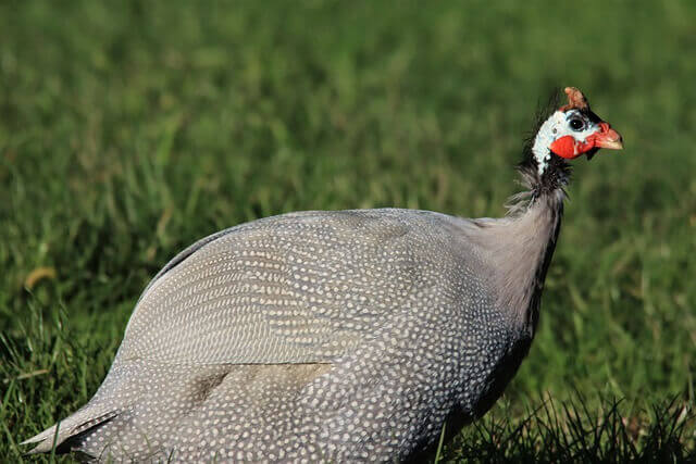 Guinea Fowl