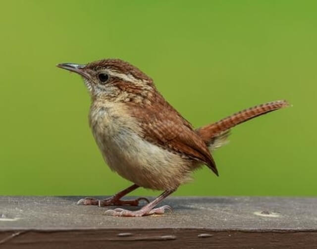 A Carolina wren perched on a fence.