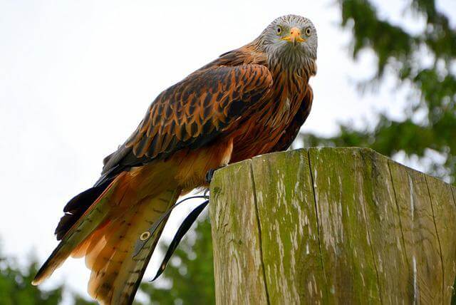 Red Kite