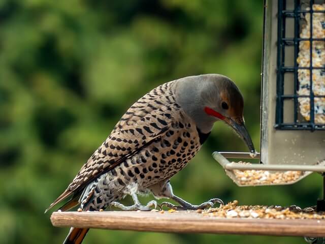 A northern flicker perched at a feeder.