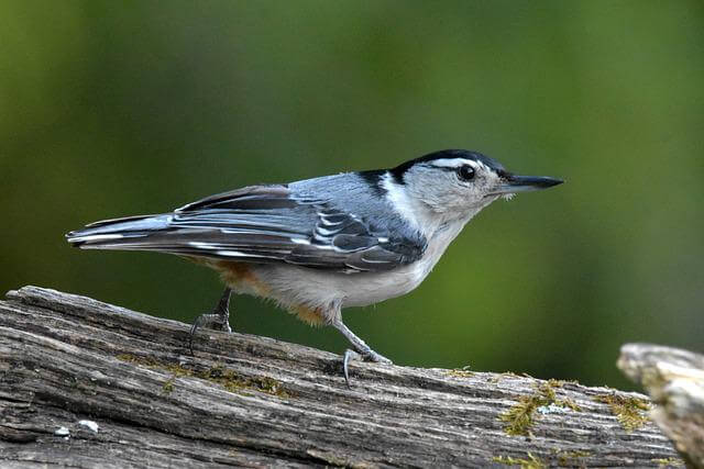 A White-breasted Nuthatch perched on a tree.