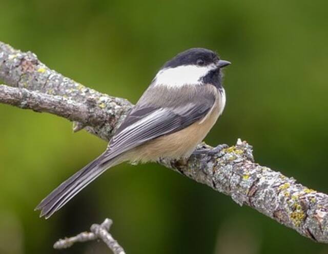 A Black-capped Chickadee perched on a tree in winter.