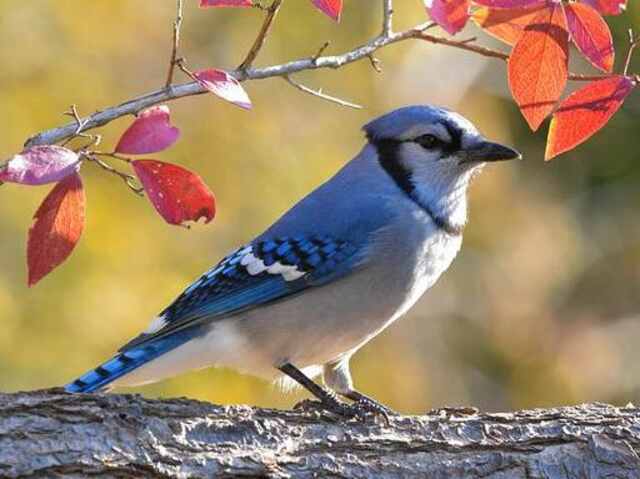 A blue jay perched on a tree.