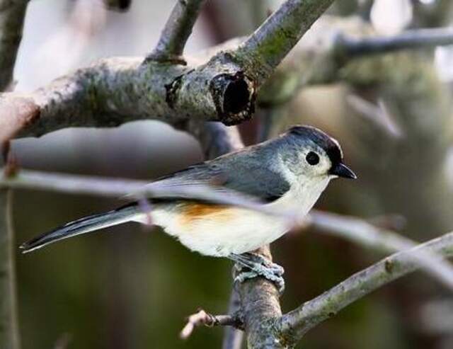 A tufted titmouse perched on a tree.