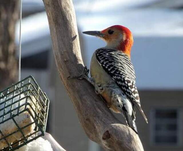 A Red-bellied Woodpecker eating from a suet feeder in winter.