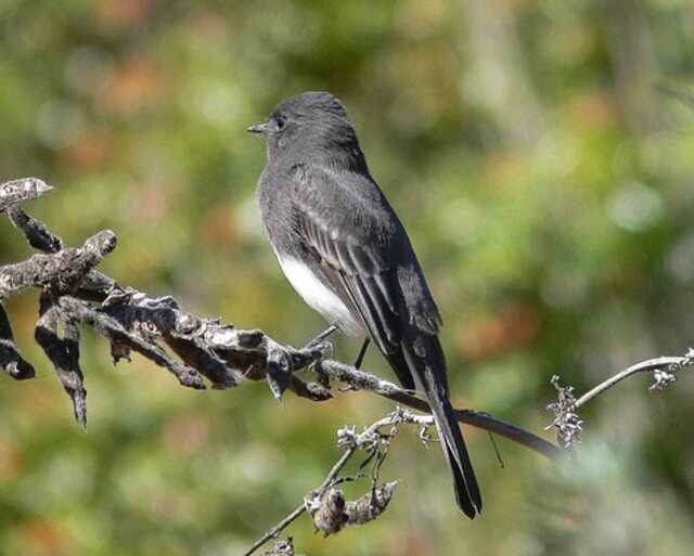 A Black Phoebe perched on a tree branch.