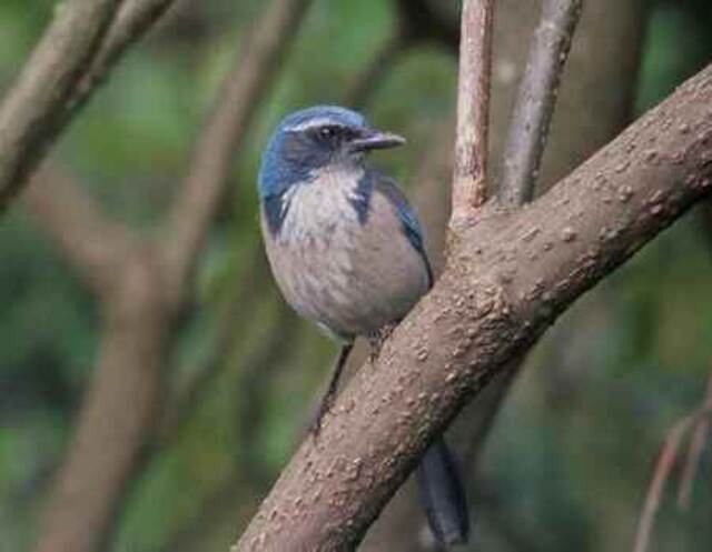 A Western Scrub-jay perched on a tree.