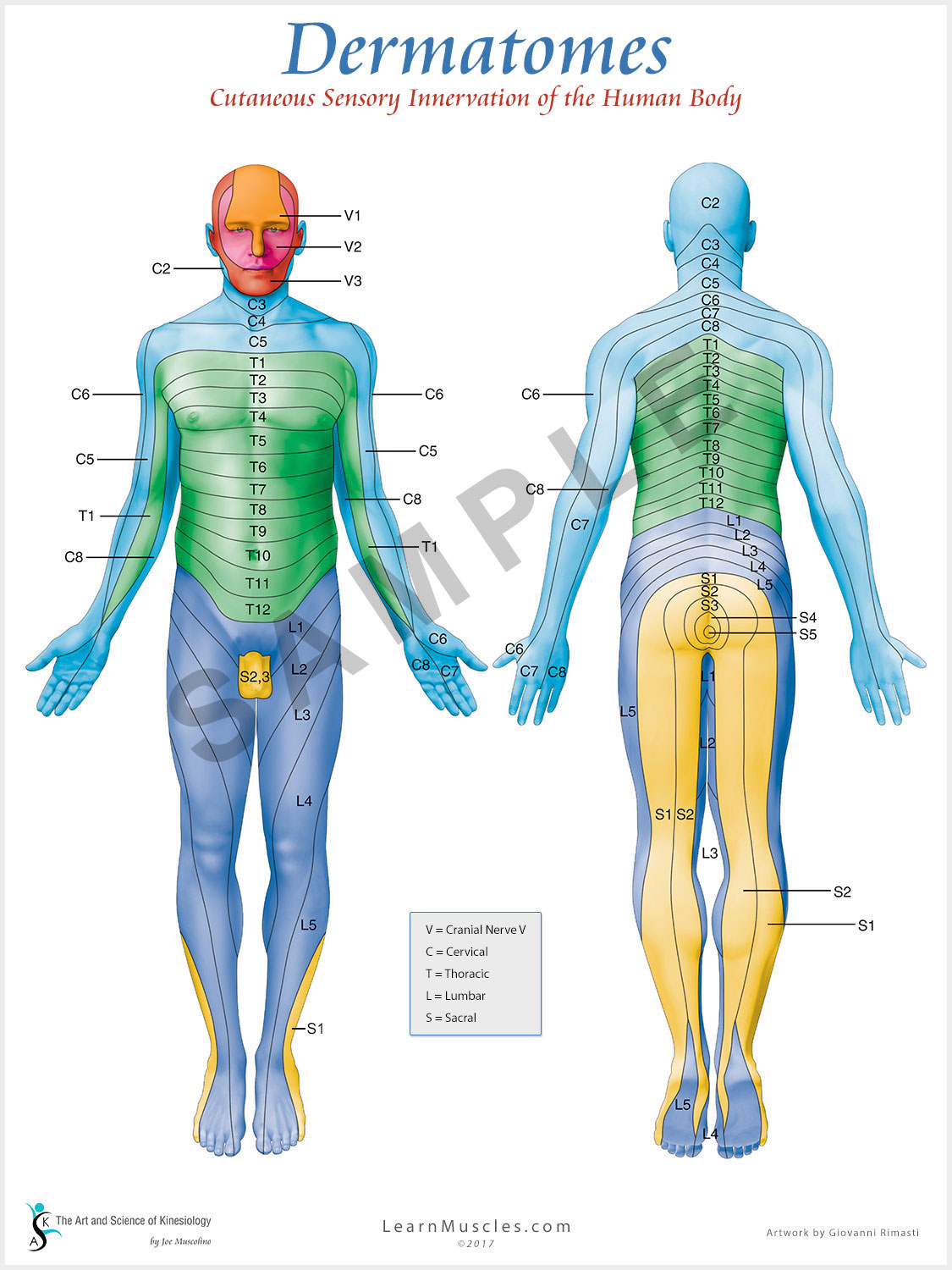 Dermatomes Back Pain