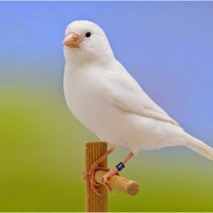 Canary Recessive White image