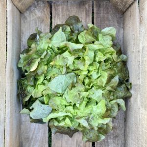 Salade Feuilles de Chêne Rouge